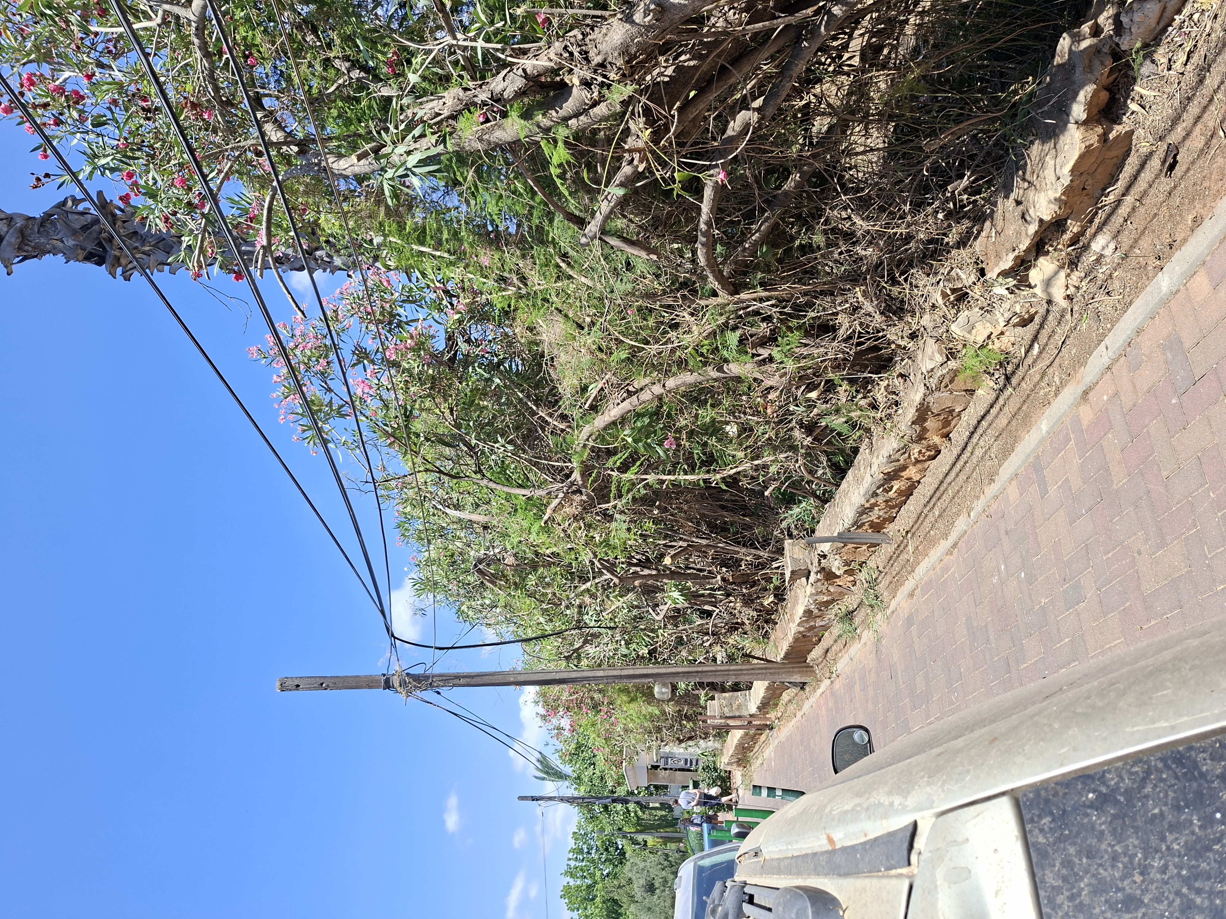 הגדר החיה אחרי העיצוב — גיזום מסודר ואחיד