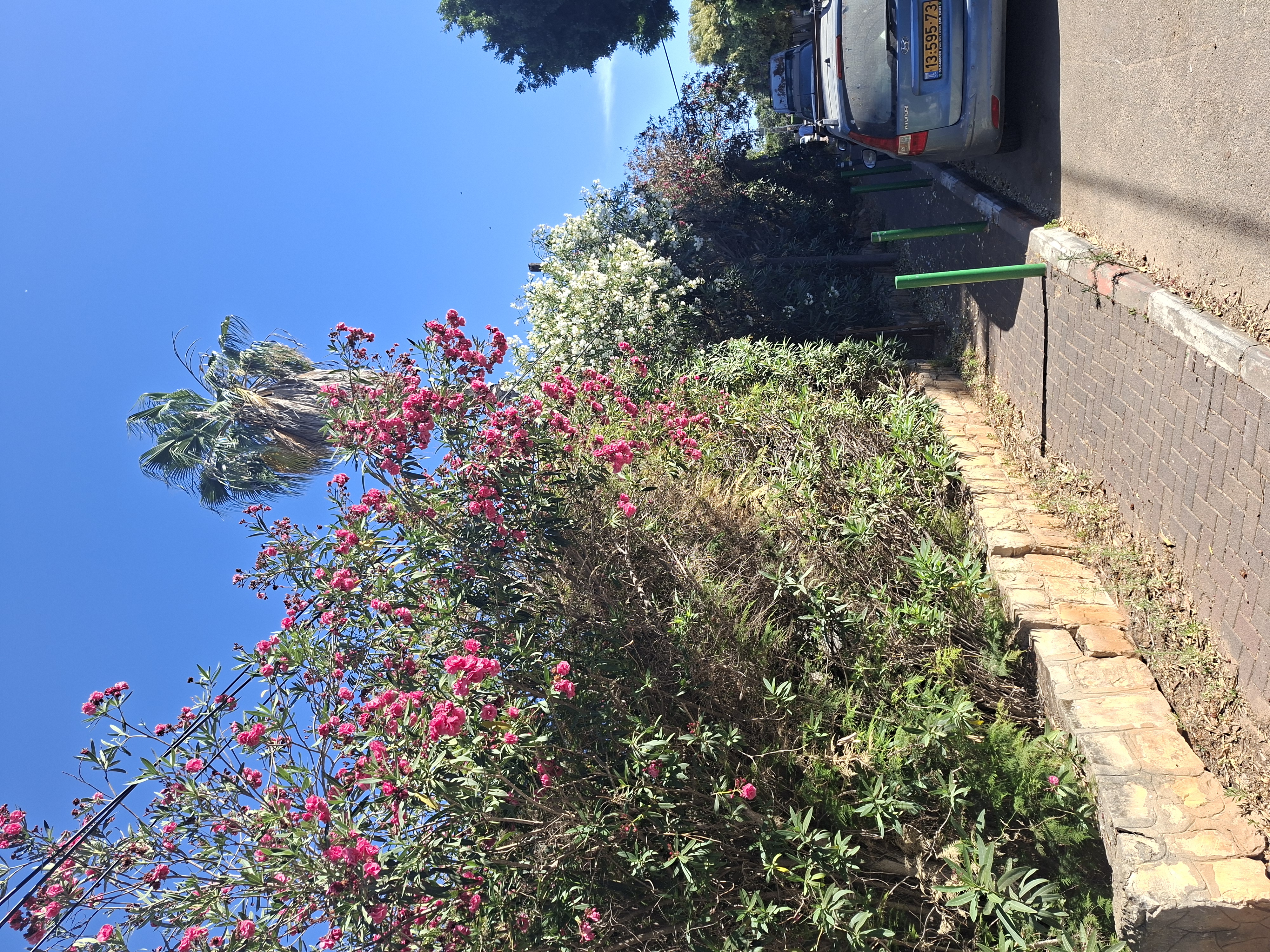 הגדר החיה לפני העיצוב — צמיחה פרועה