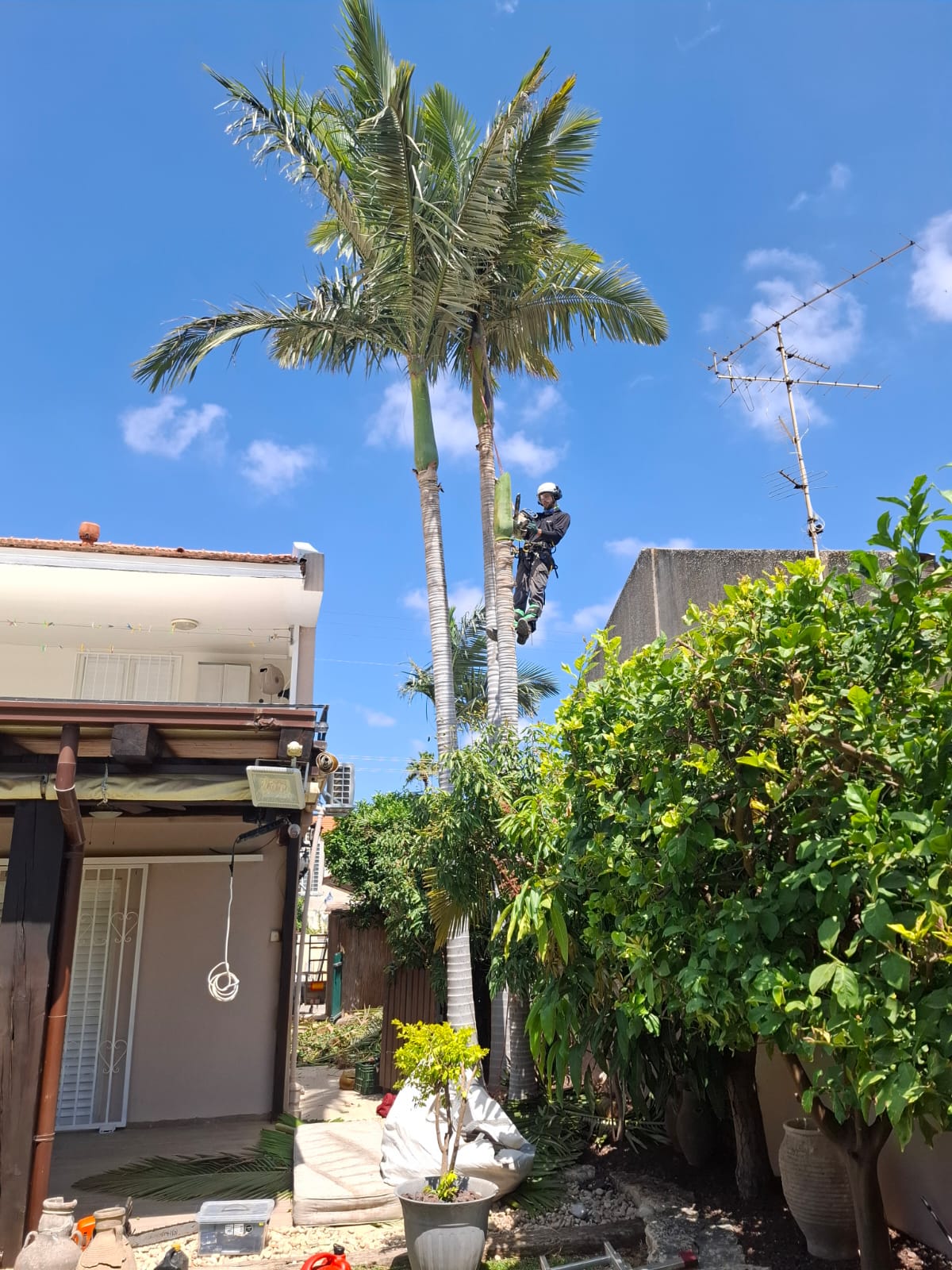 מטפס עם קסדה גוזם דקל מלכותי גבוה בחצר