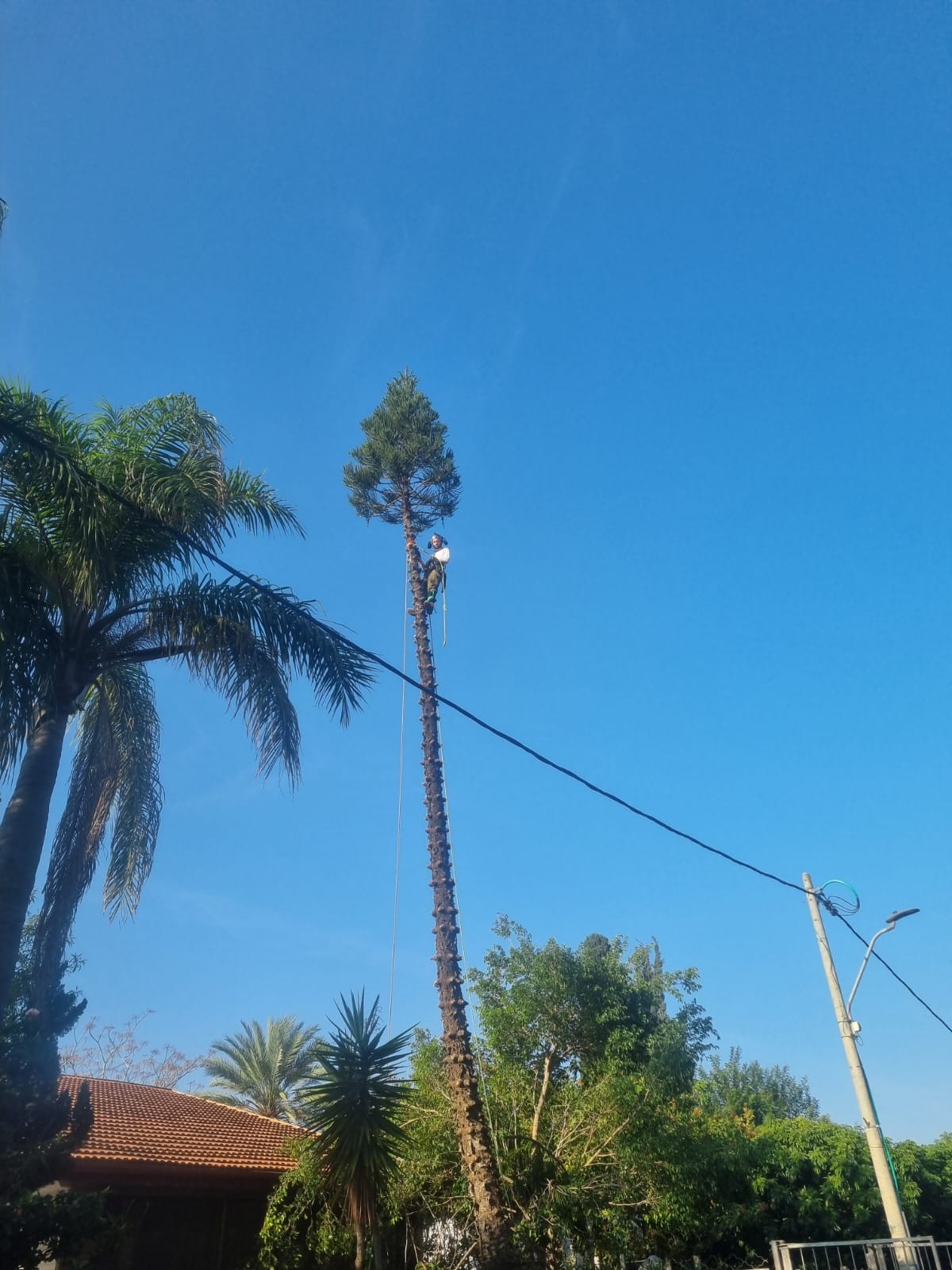 גוזם גובה בראש עץ אורן גבוה