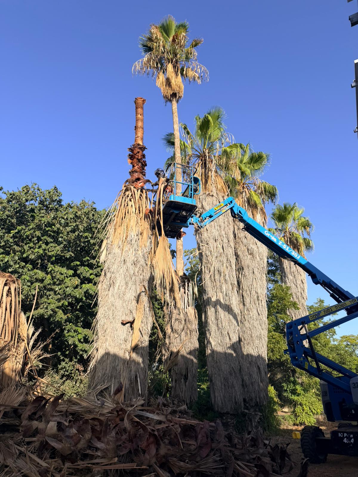 גיזום דקלים גבוהים בעזרת במת הרמה